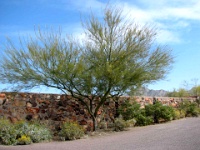 Talisien-West-2009-095  Palo Verde Tree adjacent to Visitors center at Taliesin West.