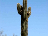 Talisien-West-2009-097  Giant saguaro cactus (scientific name: Carnegiea gigantea). Behind Vistors center at Taliesin West.