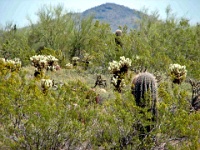 Talisien-West-2009-141  Nurse Tree (Palo Verde) with baby Saguaro on Taliesin West Land.