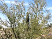 Talisien-West-2009-145  Palo Verde tree shares symbiotic relationship  with Saguaro Cactus.