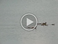 Geese-on-Pond